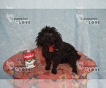 Small #2 Poodle (Toy)