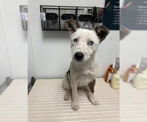 Border Collie Dogs for adoption in Bakersfield, CA, USA