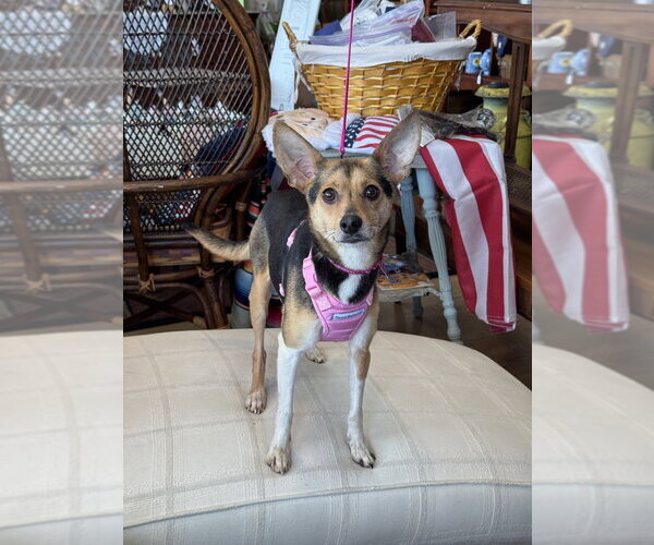 Medium Photo #3 Chihuahua-Unknown Mix Puppy For Sale in Mundelein, IL, USA
