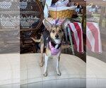 Small #2 Chihuahua Mix
