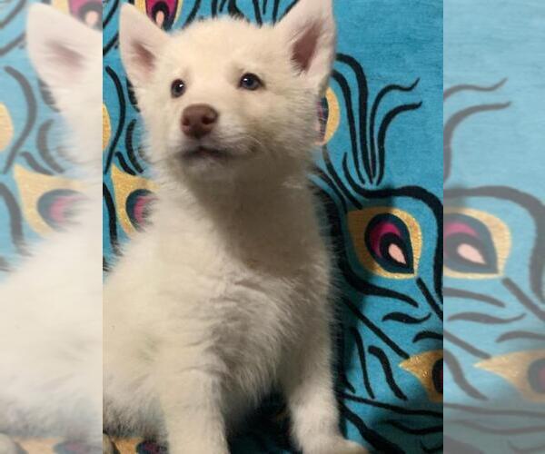 Medium Photo #1 Siberian Husky Puppy For Sale in RINGGOLD, GA, USA