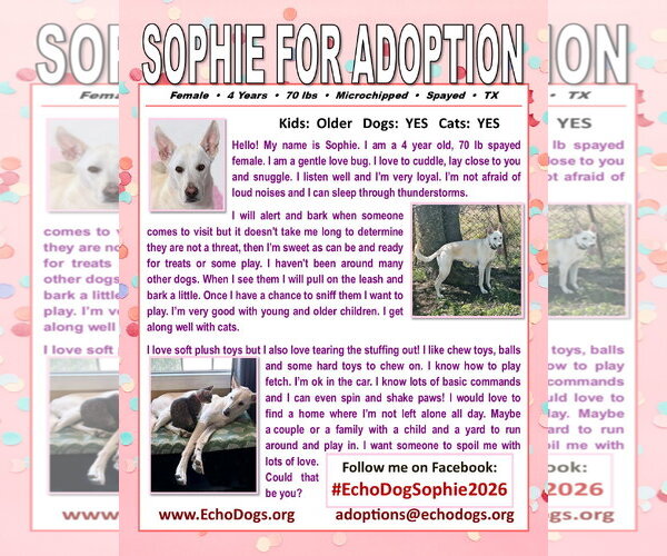 Medium Photo #3 - Mix Puppy For Sale in Hoffman Estates, IL, USA