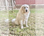 Small #5 Great Pyrenees