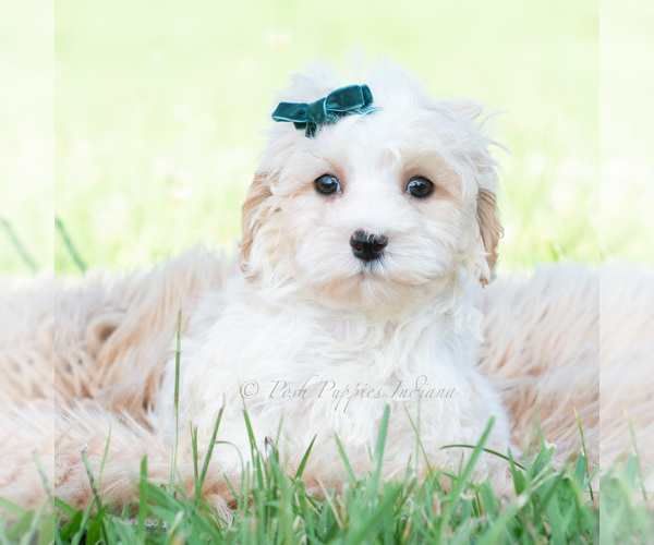Medium Photo #65 Maltipoo (Miniature) Puppy For Sale in WARSAW, IN, USA