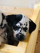 Small Photo #9 Dalmatian Puppy For Sale in ASHEBORO, NC, USA