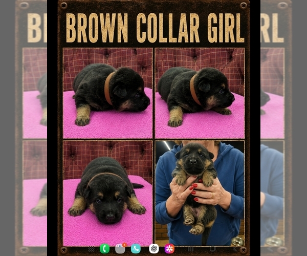 Medium Photo #6 German Shepherd Dog Puppy For Sale in GREENSBURG, PA, USA