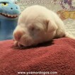 Small Photo #19 Dogo Argentino Puppy For Sale in PINEVILLE, MO, USA