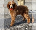 Small Photo #1 Goldendoodle Puppy For Sale in WOOSTER, OH, USA