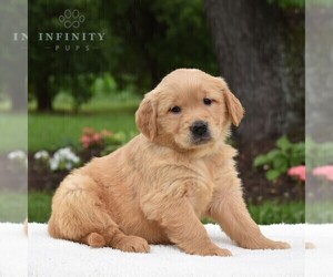 Golden Retriever Puppy for sale in NEWPORT, PA, USA