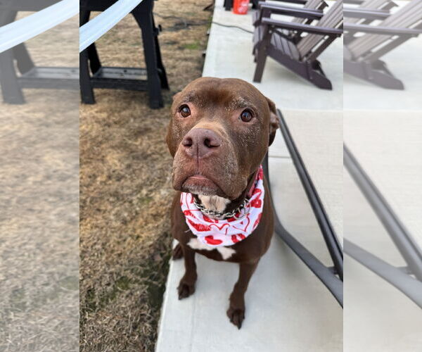 Medium Photo #2 Mutt Puppy For Sale in Sykesville, MD, USA