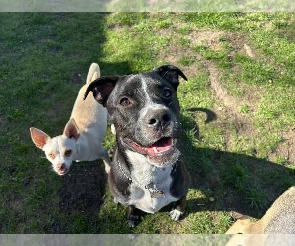 Medium Photo #3 Labrador Retriever-Unknown Mix Puppy For Sale in Woodbury, NY, USA