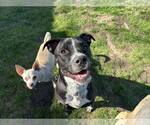Small #2 Labrador Retriever Mix