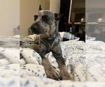 Small #1 Mutt