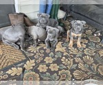 Small #4 American Pit Bull Terrier