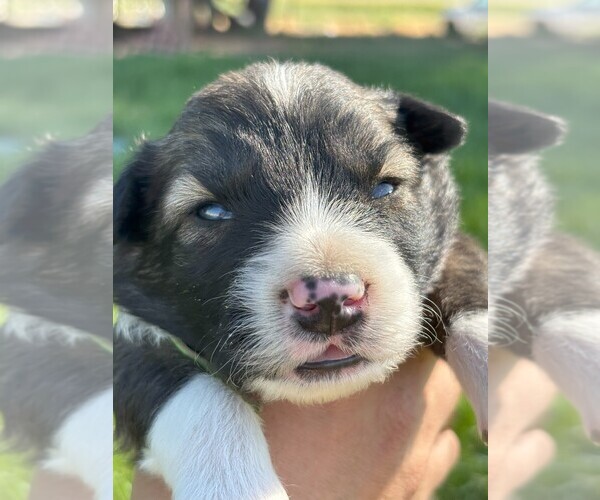 Medium Photo #6 Border Collie Puppy For Sale in MESA, WA, USA