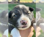 Small #1 Border Collie