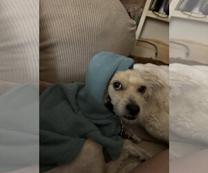 Maltese Dogs for adoption in San Diego, CA, USA