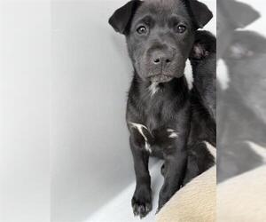 Labrador Retriever Dogs for adoption in Houston, TX, USA