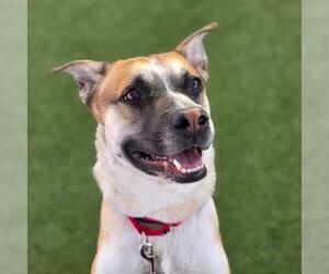 Labrador Retriever-Unknown Mix Dogs for adoption in Las Vegas, NV, USA