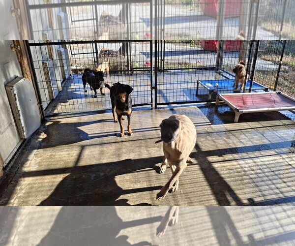 Medium Photo #22 Dachshund-Doberman Pinscher Mix Puppy For Sale in Sebec, ME, USA