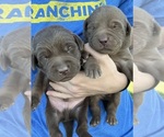 Small Photo #11 Labrador Retriever Puppy For Sale in HEMPSTEAD, TX, USA