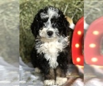 Small Photo #1 Miniature Bernedoodle Puppy For Sale in LEO, IN, USA