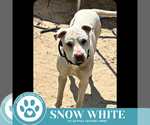 Small #7 American Pit Bull Terrier Mix