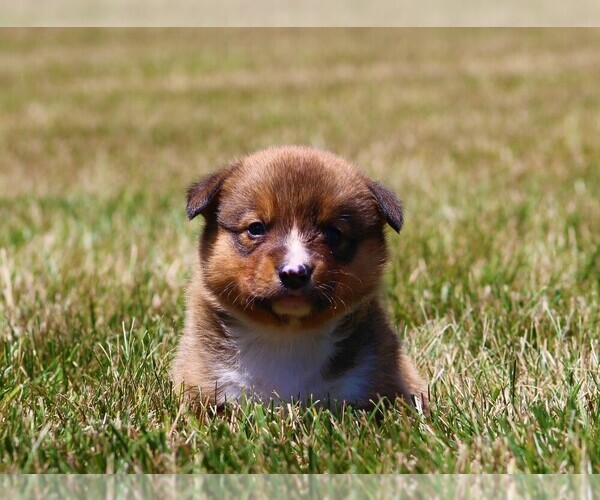 Medium Photo #1 Pembroke Welsh Corgi Puppy For Sale in EOLIA, MO, USA