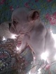 Small Photo #1 Bulldog Puppy For Sale in BOONEVILLE, AR, USA
