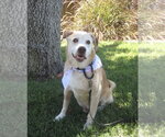 Small #6 Labrador Retriever Mix