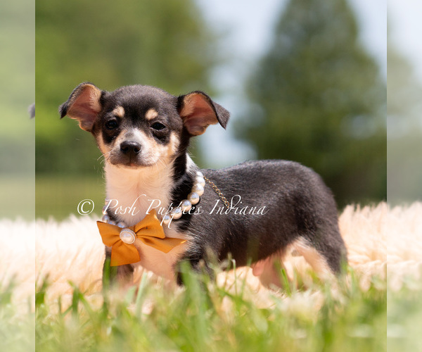 Medium Photo #3 Chihuahua Puppy For Sale in WARSAW, IN, USA