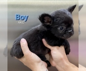 French Bulldog Puppy for sale in CHEYENNE, WY, USA