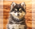 Small #5 Pomsky