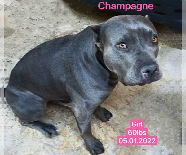 Medium Photo #2 American Pit Bull Terrier Puppy For Sale in West Hollywood, CA, USA