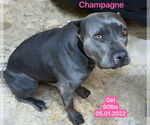 Small #1 American Pit Bull Terrier