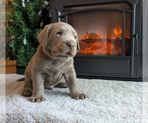 Medium Labrador Retriever