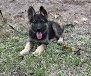 German Shepherd Dog Dog for Adoption in AUSTIN, Texas USA