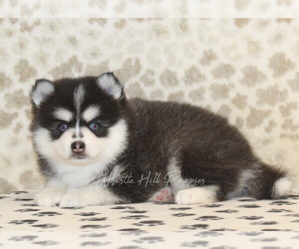 Medium Photo #2 Pomsky Puppy For Sale in DENVER, PA, USA