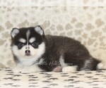 Small #1 Pomsky