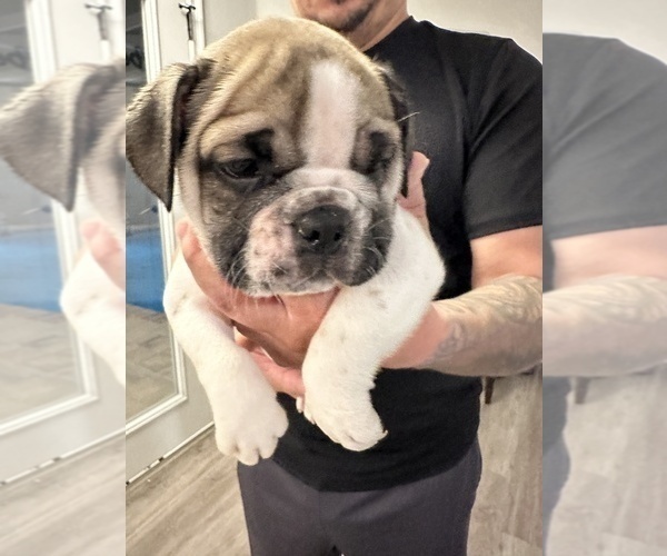 Medium Photo #2 English Bulldog Puppy For Sale in WEEKI WACHEE, FL, USA