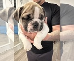 Small Photo #27 English Bulldog Puppy For Sale in WEEKI WACHEE, FL, USA