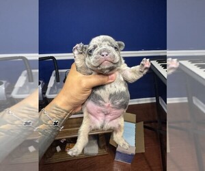 French Bulldog Puppy for sale in DALTON, GA, USA