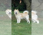 Small #4 Chow Chow