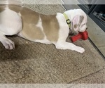 Small Photo #12 American Bulldog Puppy For Sale in MILLS RIVER, NC, USA