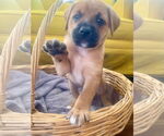 Small #21 Retriever  Mix