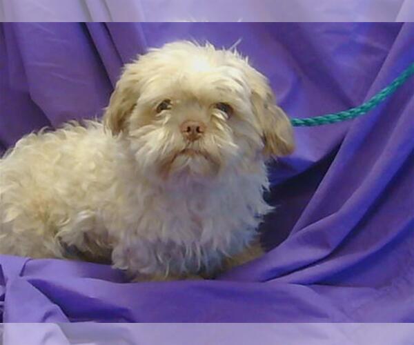 Medium Photo #1 Mal-Shi Puppy For Sale in Sacramento, CA, USA