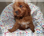 Puppy 2 Cavapoo
