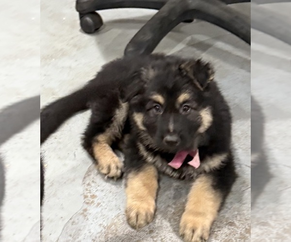 Medium Photo #2 German Shepherd Dog Puppy For Sale in BRIGHTON, CO, USA