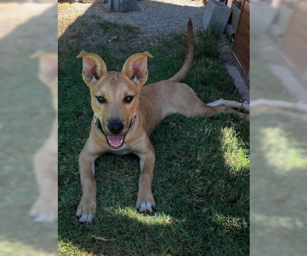 Medium Photo #2 Carolina Dog-Unknown Mix Puppy For Sale in Ventura, CA, USA