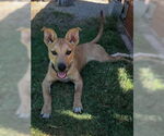 Small #1 Carolina Dog Mix